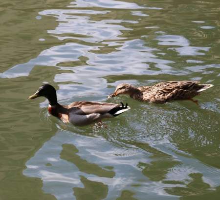 Faune locale